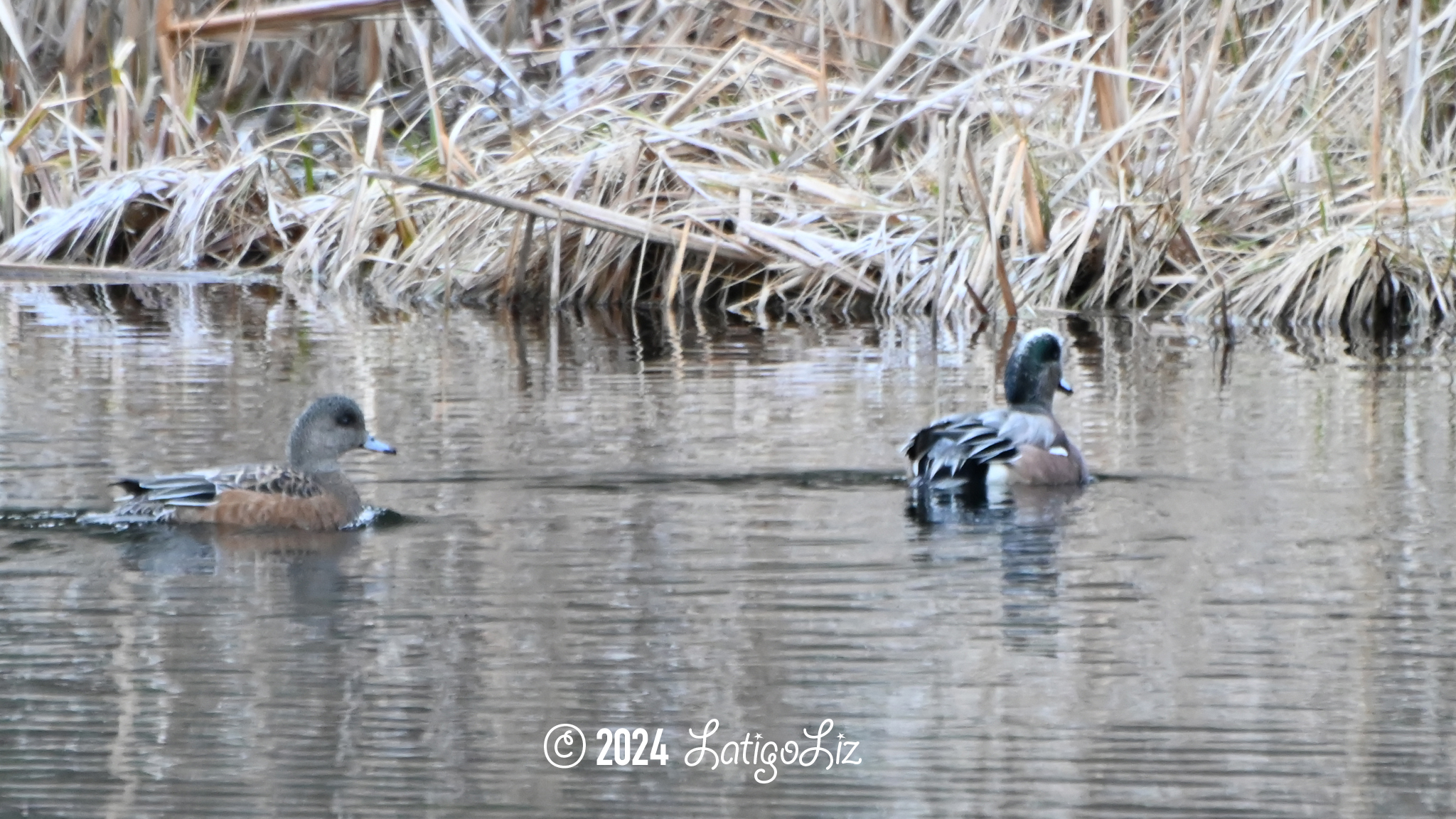 American Wigeon