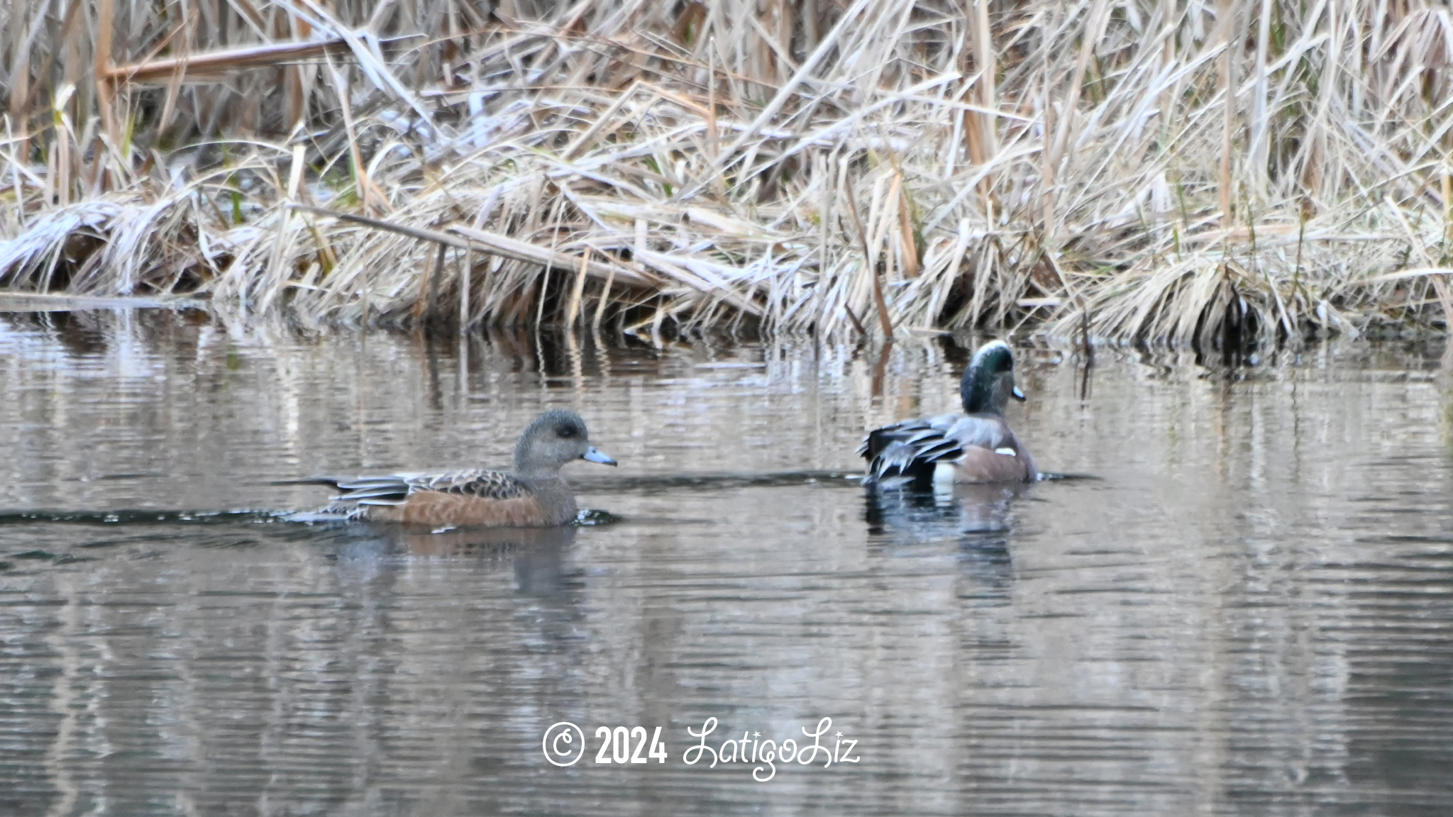 American Wigeon