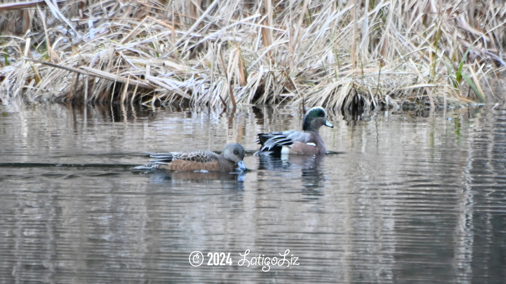 American Wigeon