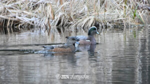 American Wigeon