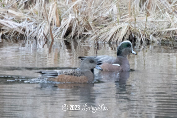 American Wigeon