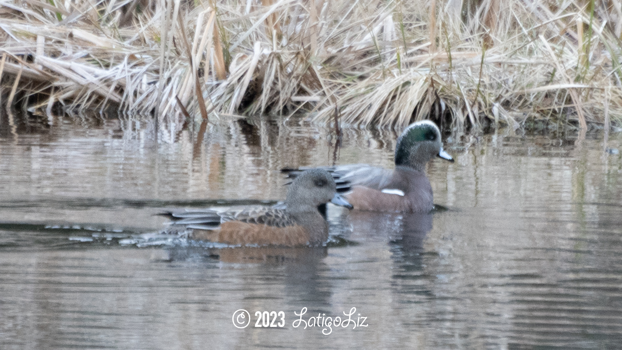 American Wigeon