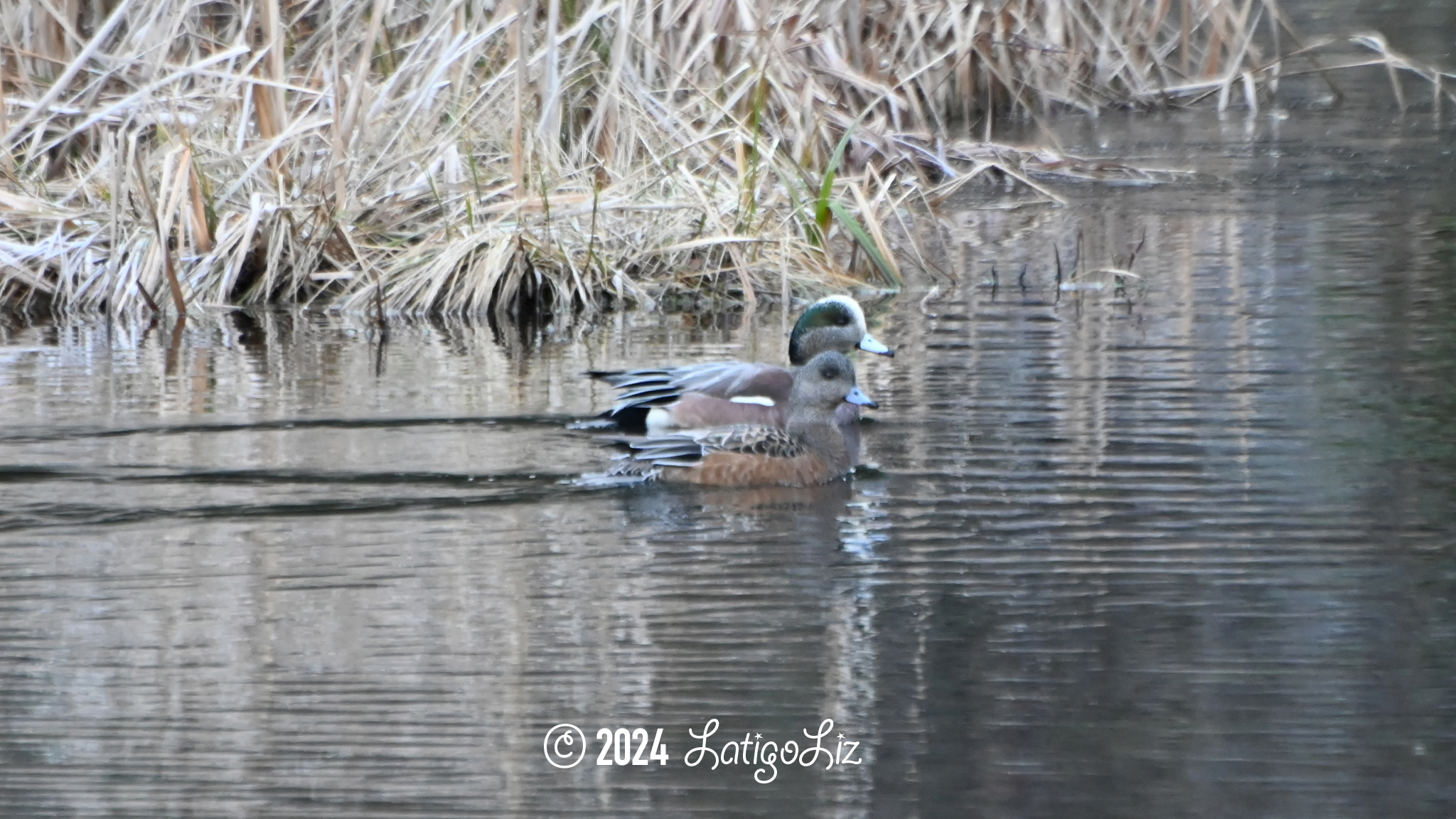 American Wigeon