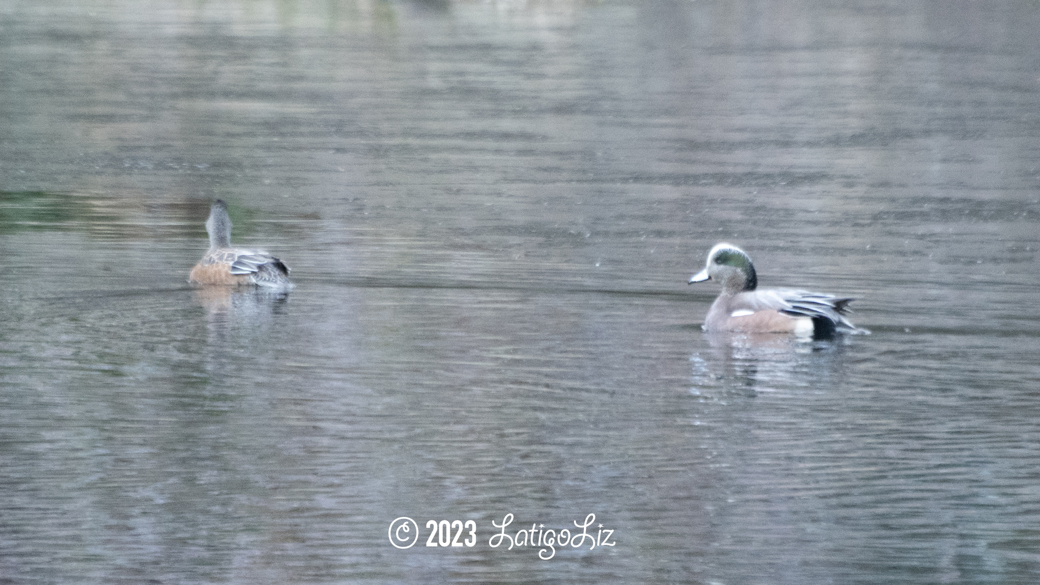 American Wigeon