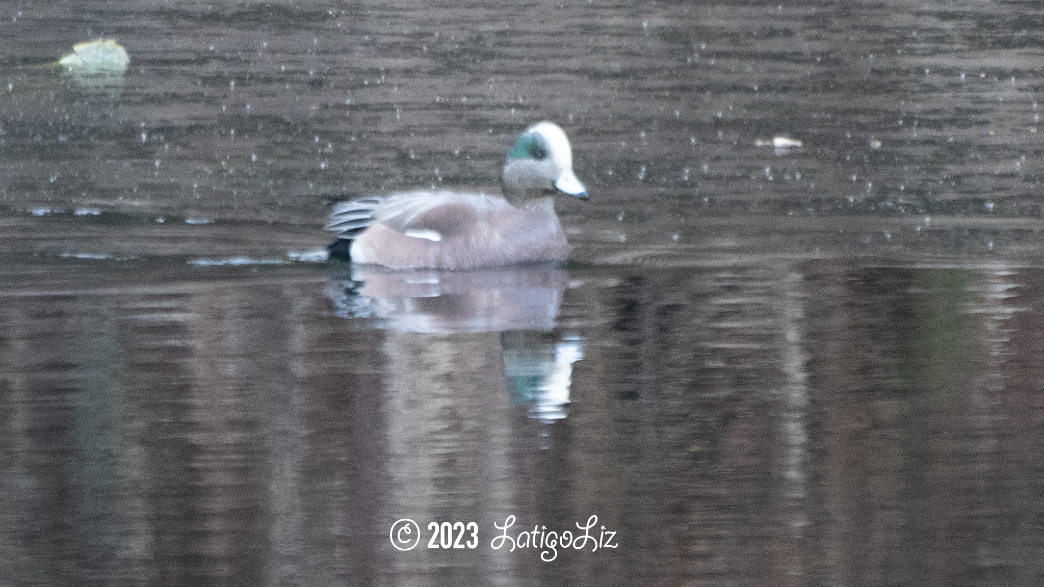 American Wigeon