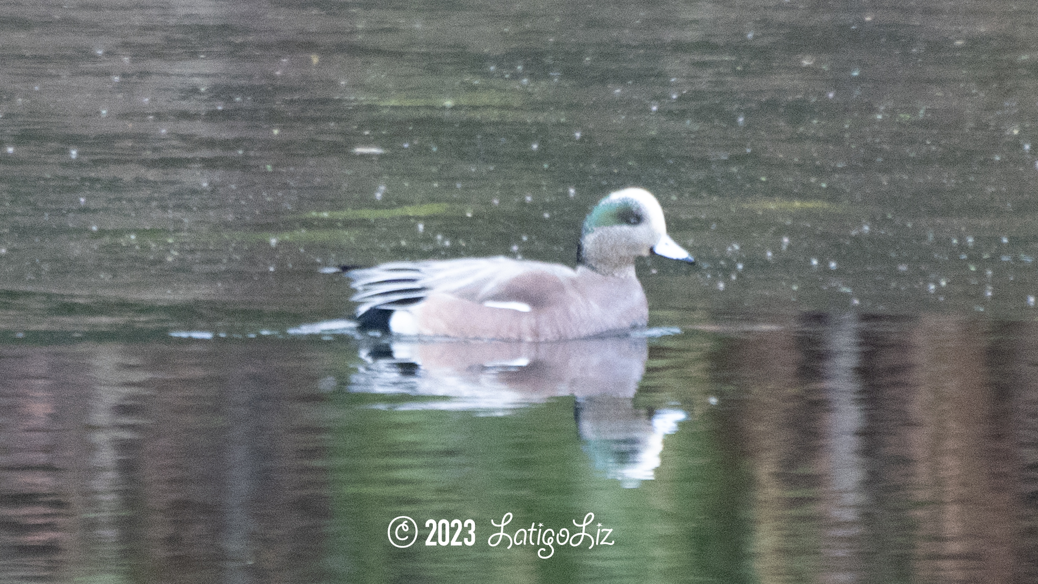 American Wigeon