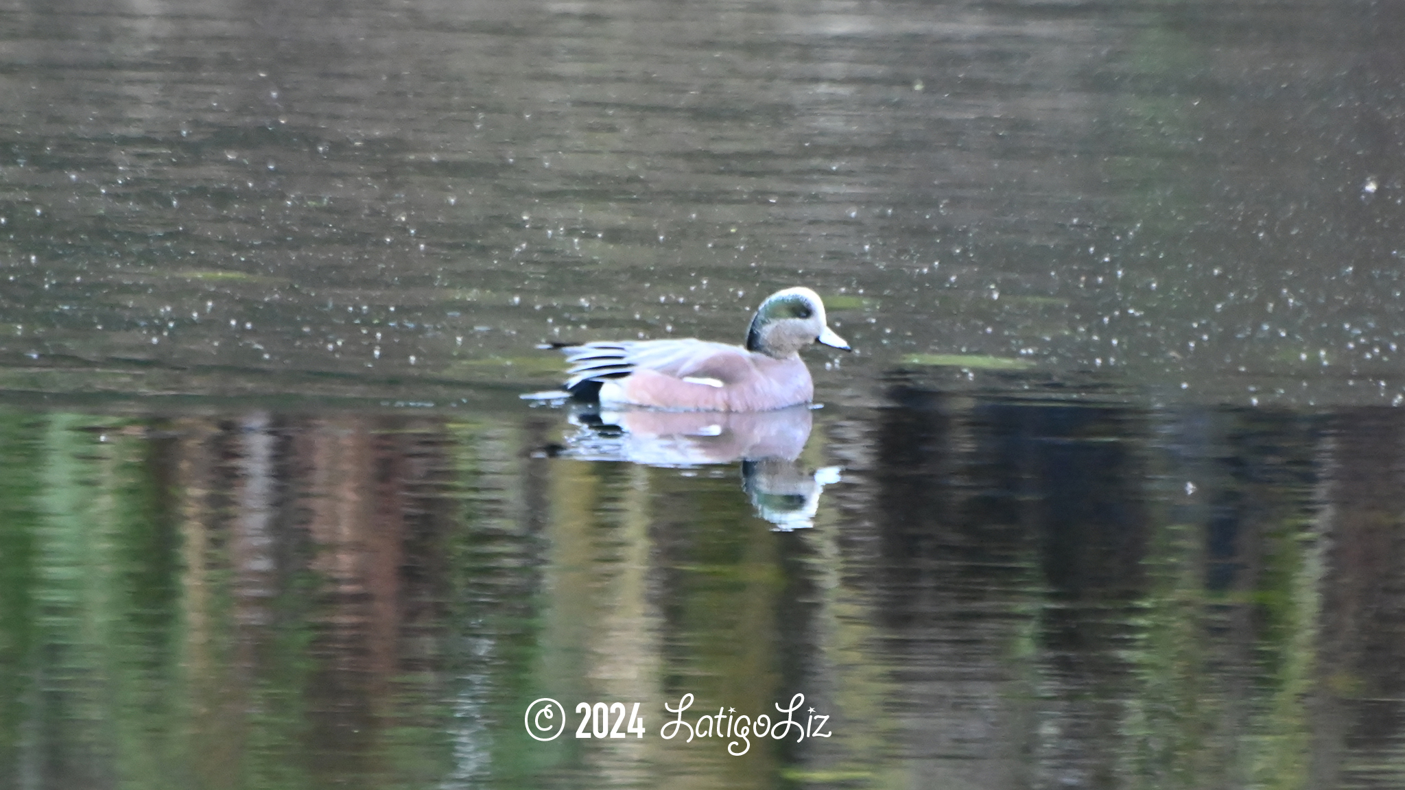 American Wigeon