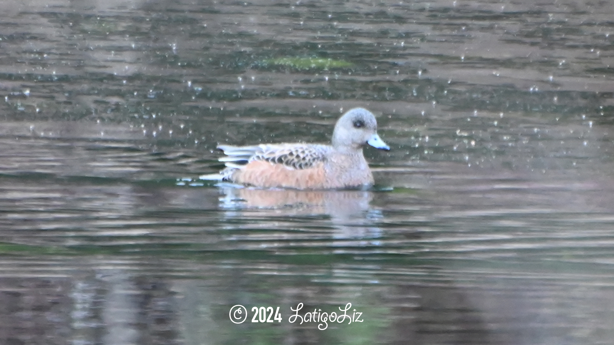 American Wigeon