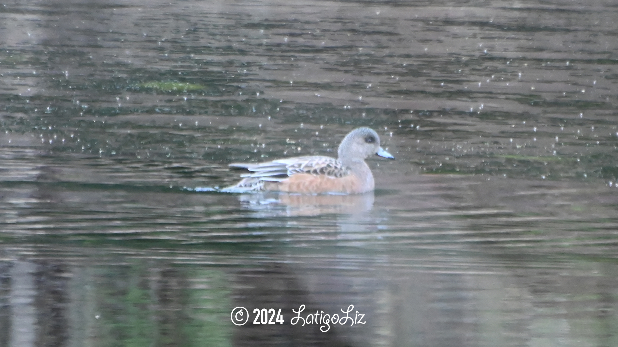 American Wigeon