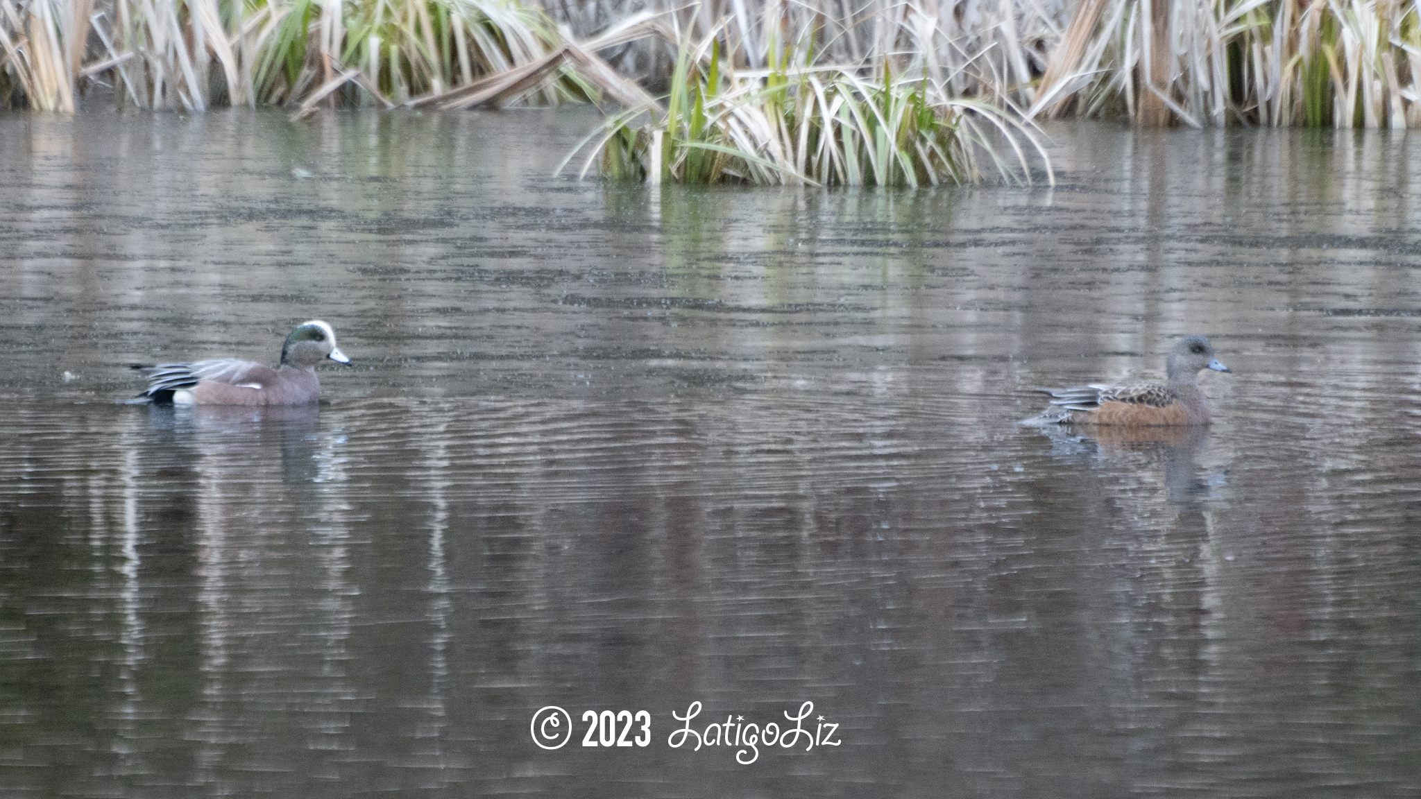 American Wigeon