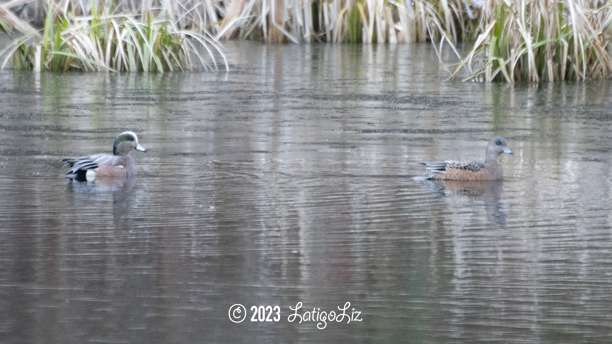 American Wigeon