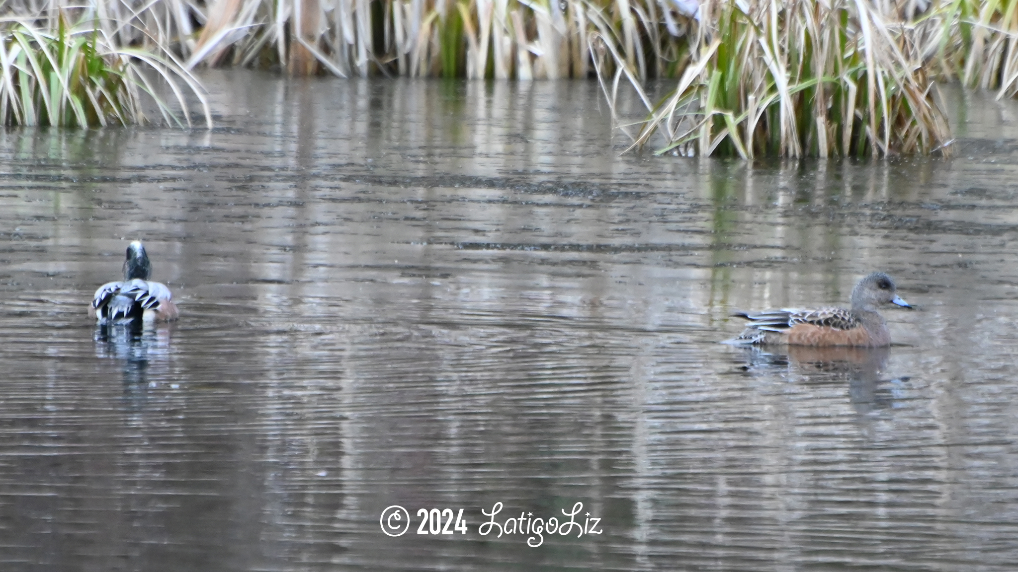 American Wigeon