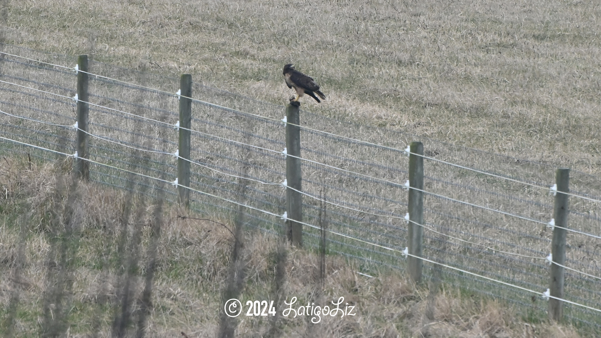 Red-tailed Hawk