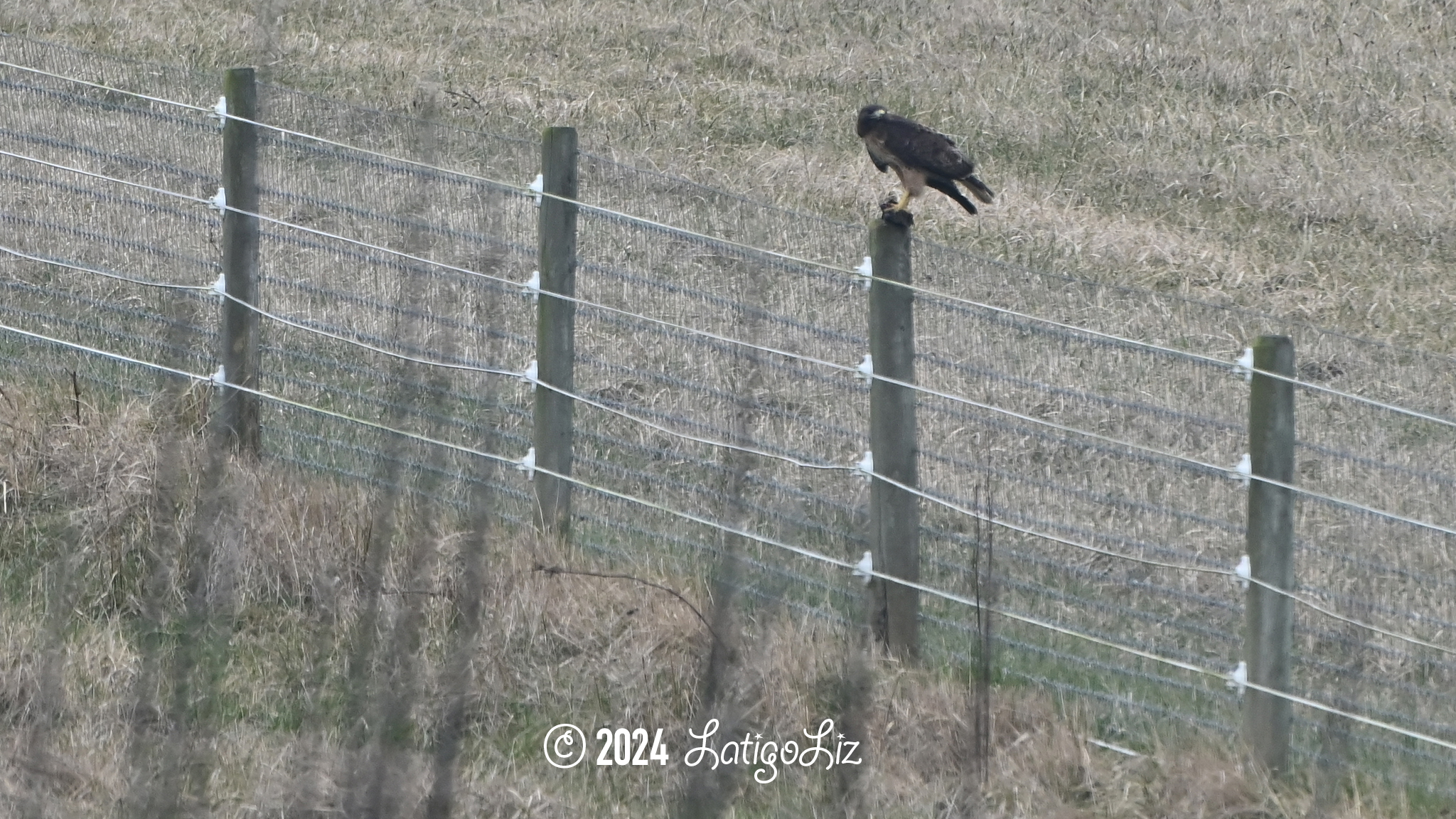 Red-tailed Hawk