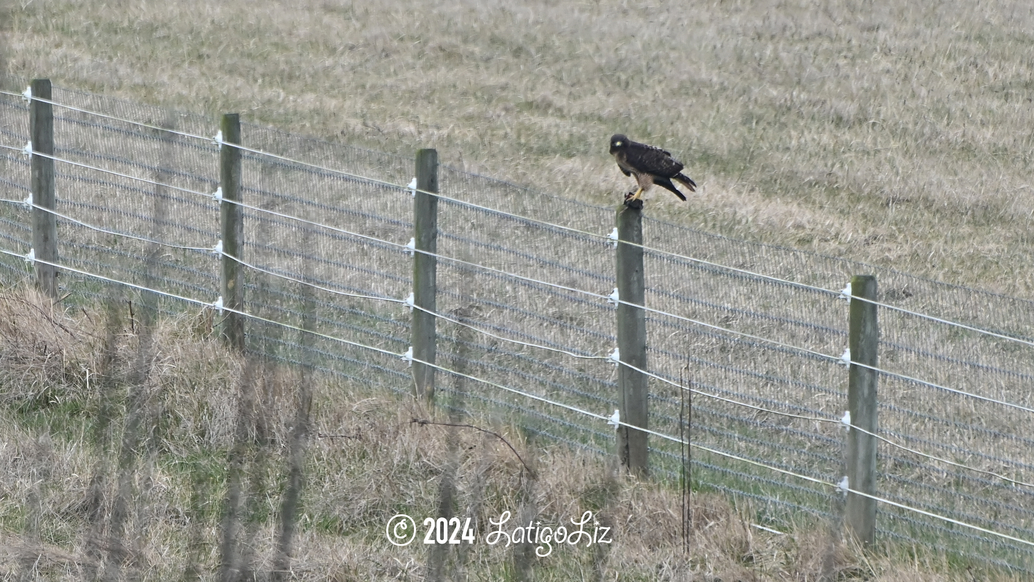 Red-tailed Hawk