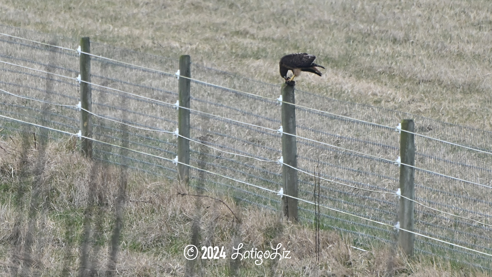 Red-tailed Hawk