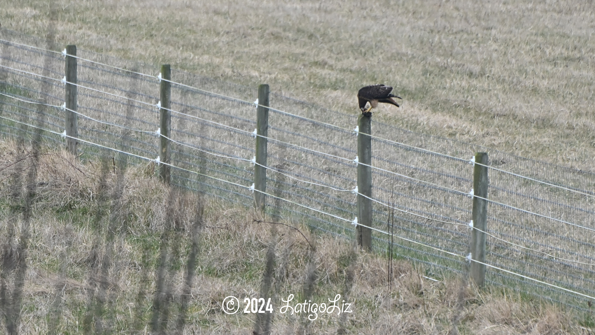 Red-tailed Hawk