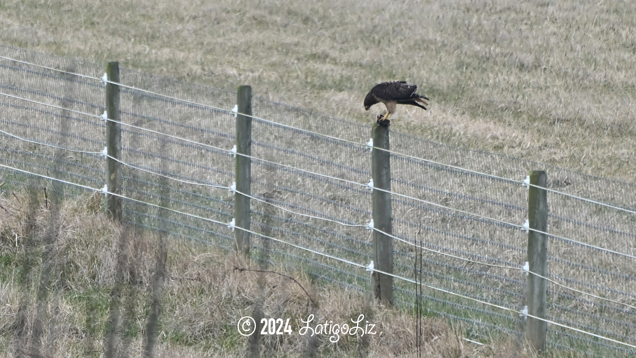 Red-tailed Hawk