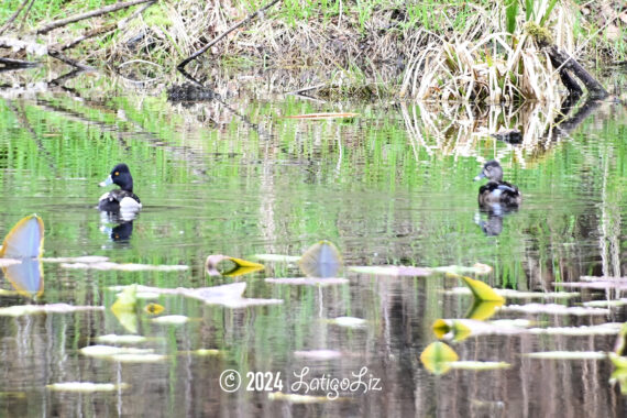 Ring-necked Duck