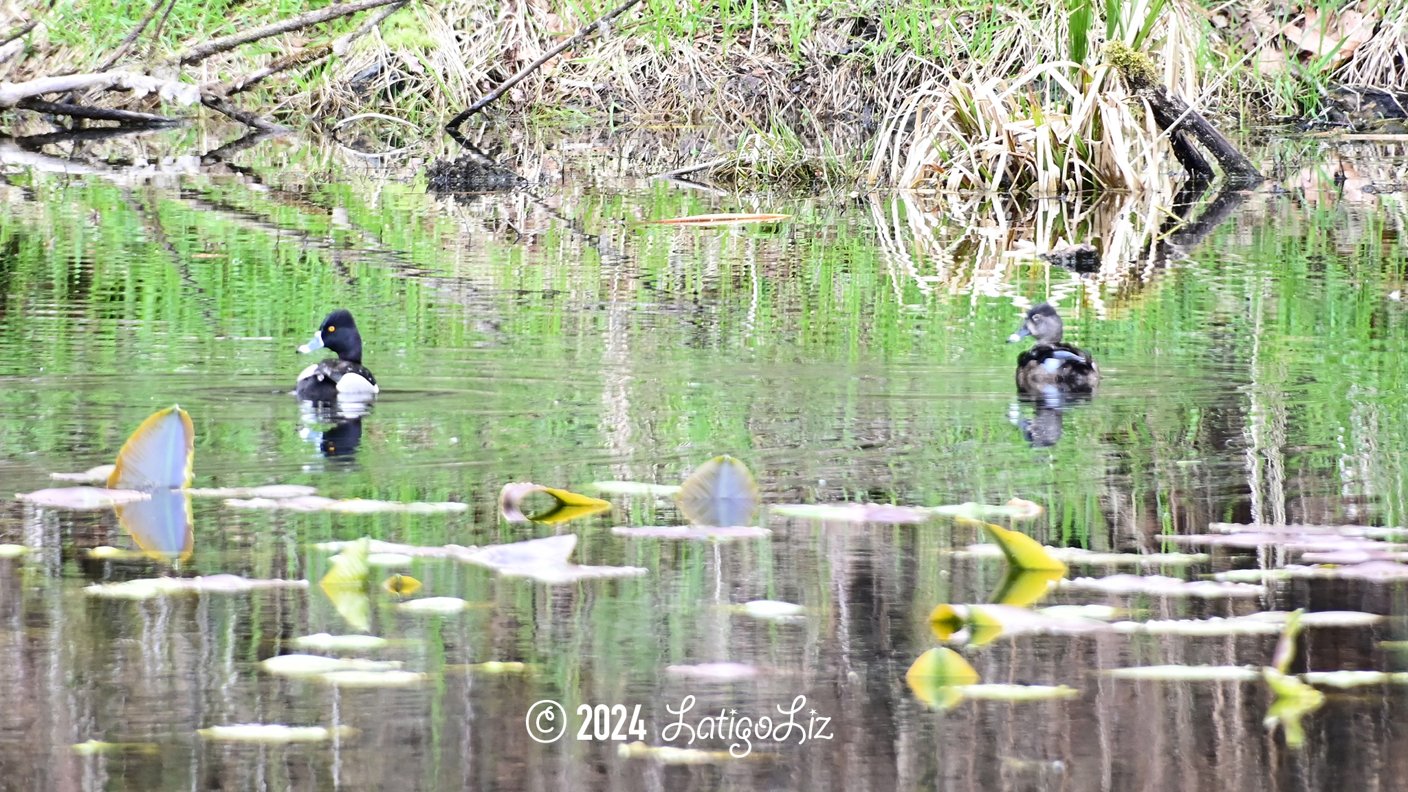 Ring-necked Duck