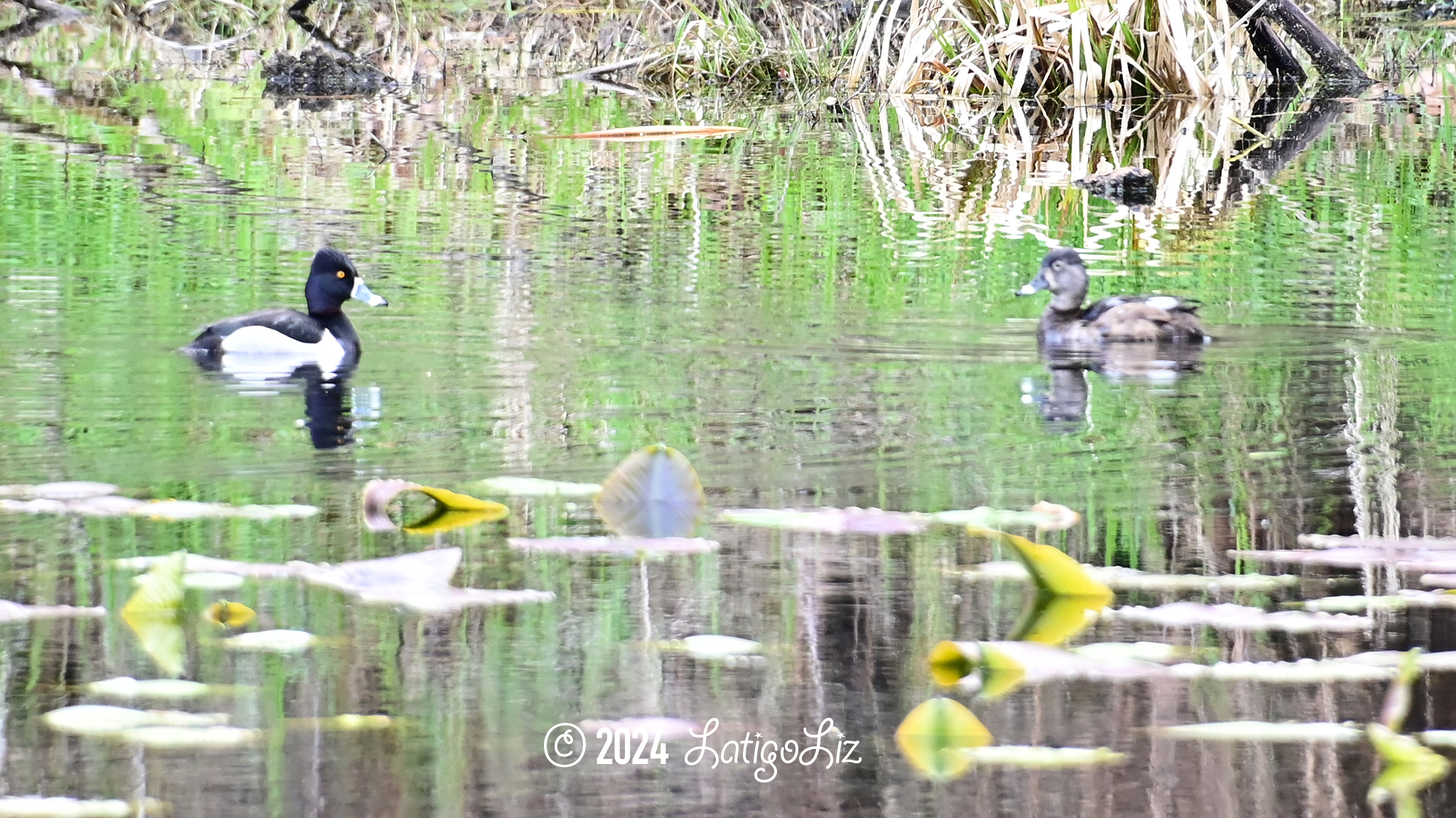 Ring-necked Duck