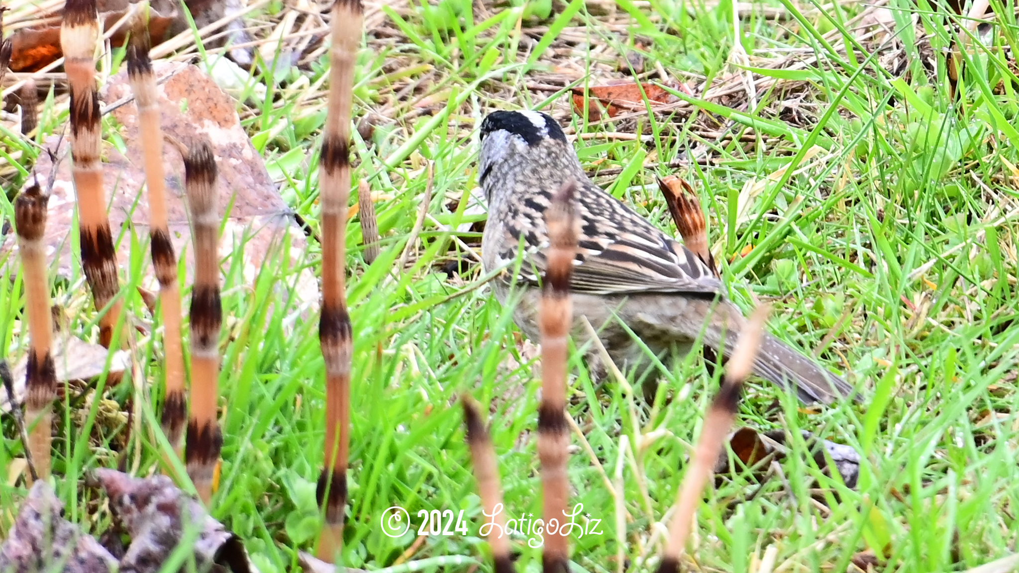 Golden-crowned Sparrow April 23, 2023 Billy Frank Nisqually National Wildlife Refuge