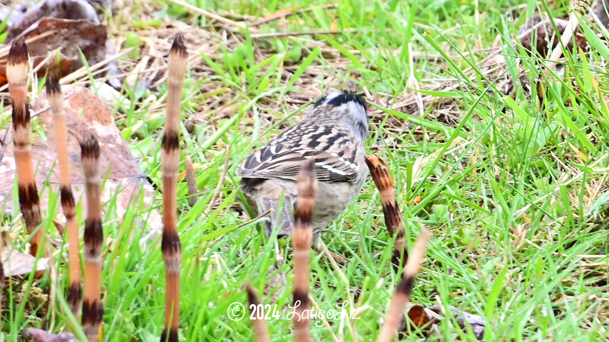 Golden-crowned Sparrow April 23, 2023 Billy Frank Nisqually National Wildlife Refuge