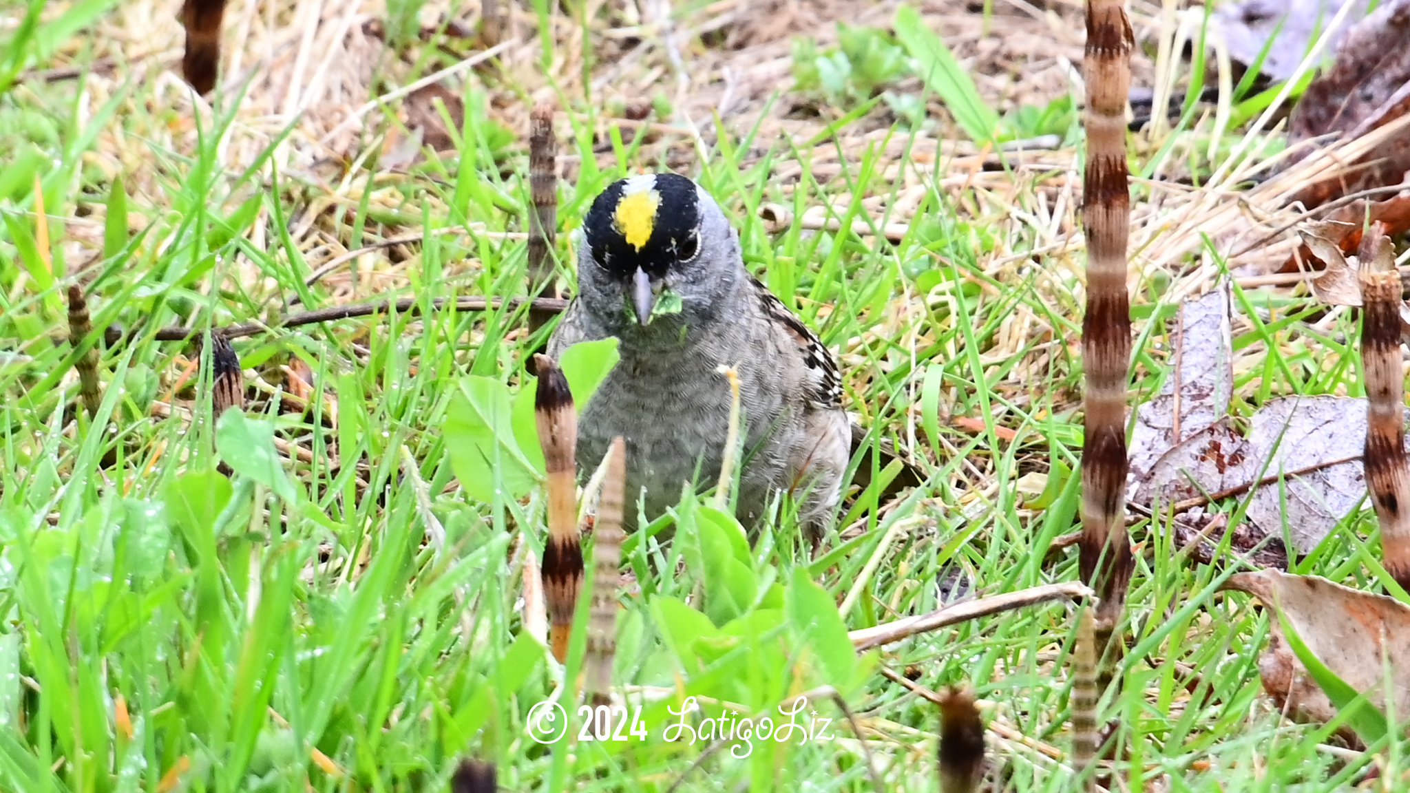 Golden-crowned Sparrow April 23, 2023 Billy Frank Nisqually National Wildlife Refuge