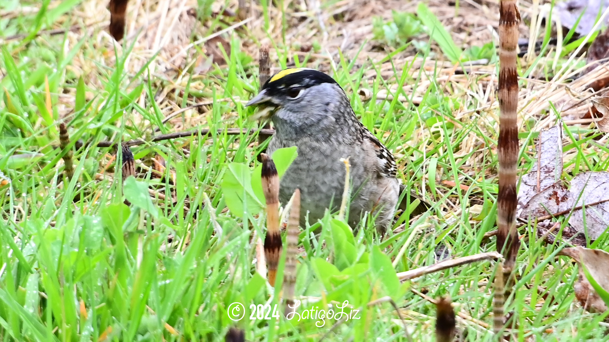 Golden-crowned Sparrow April 23, 2023 Billy Frank Nisqually National Wildlife Refuge