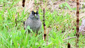 Golden-crowned Sparrow April 23, 2023 Billy Frank Nisqually National Wildlife Refuge