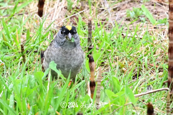 Golden-crowned Sparrow