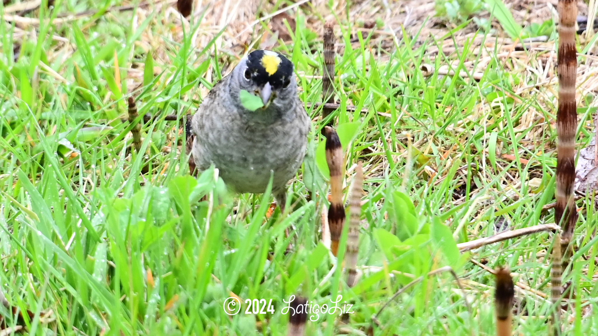 Golden-crowned Sparrow April 23, 2023 Billy Frank Nisqually National Wildlife Refuge