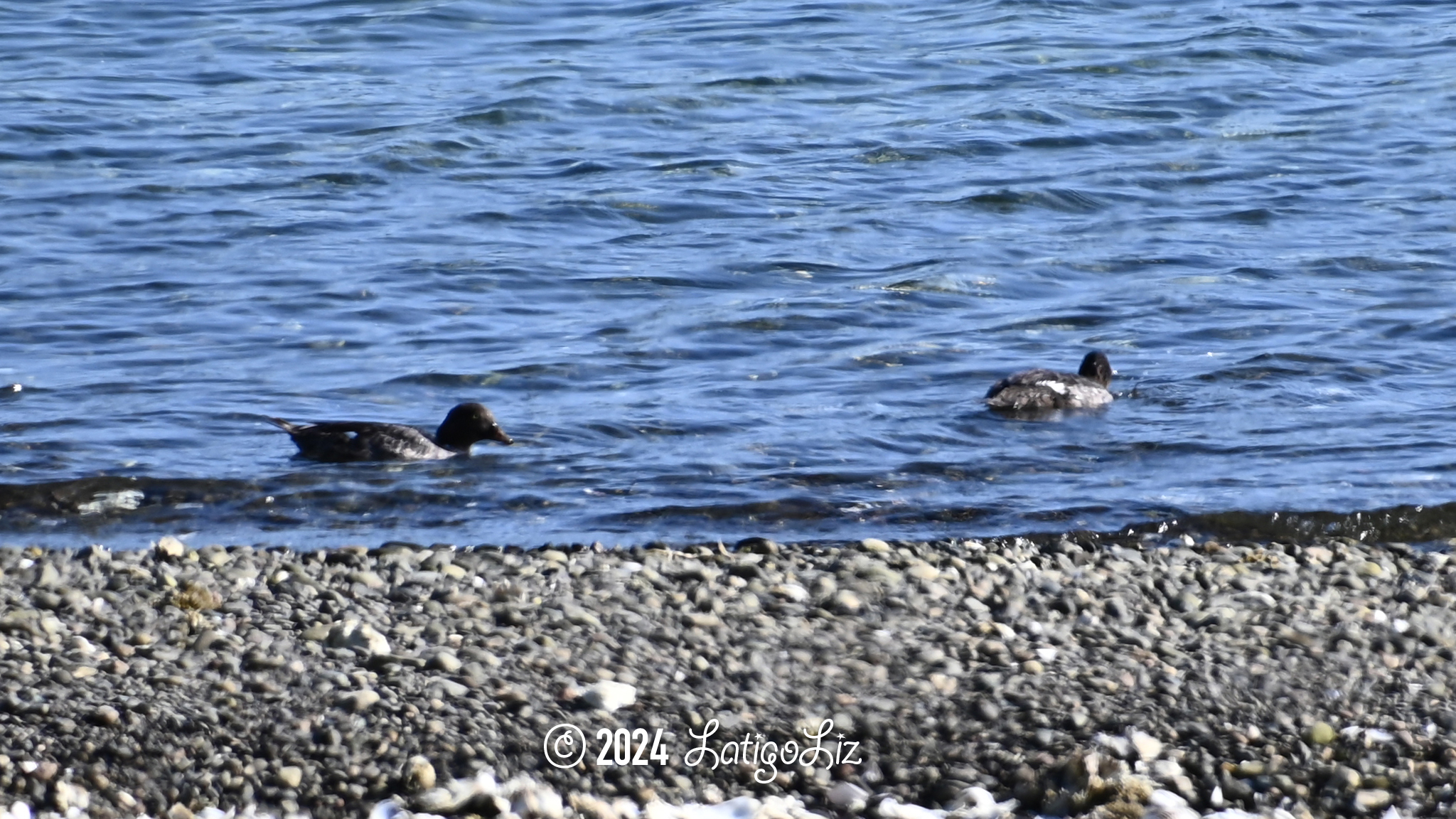 Common Goldeneye