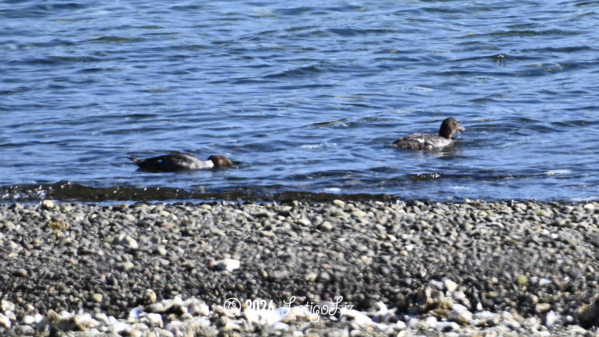 Common Goldeneye