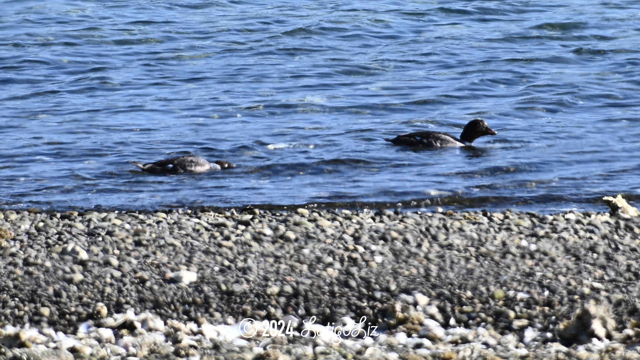 Common Goldeneye