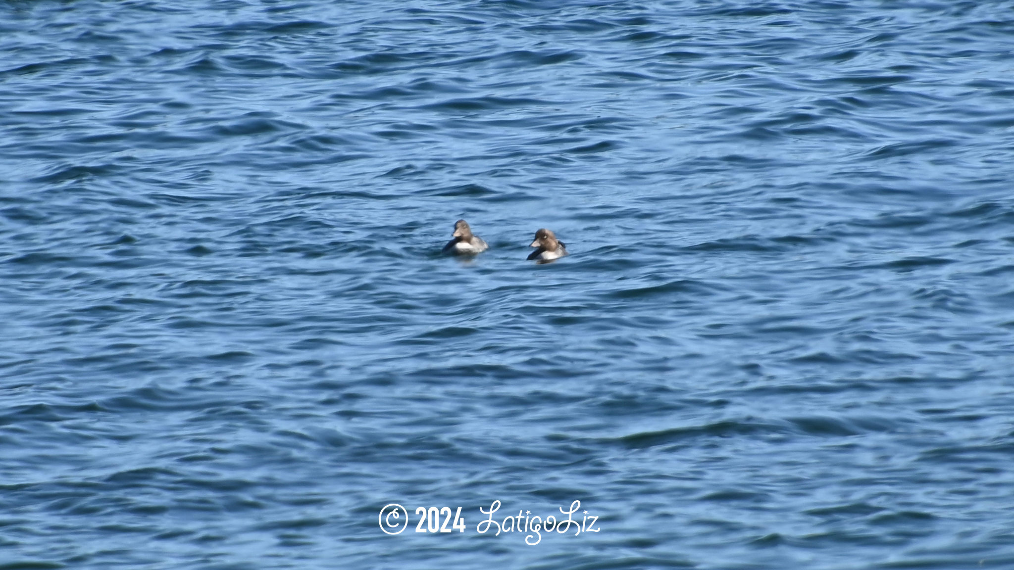 Common Goldeneye