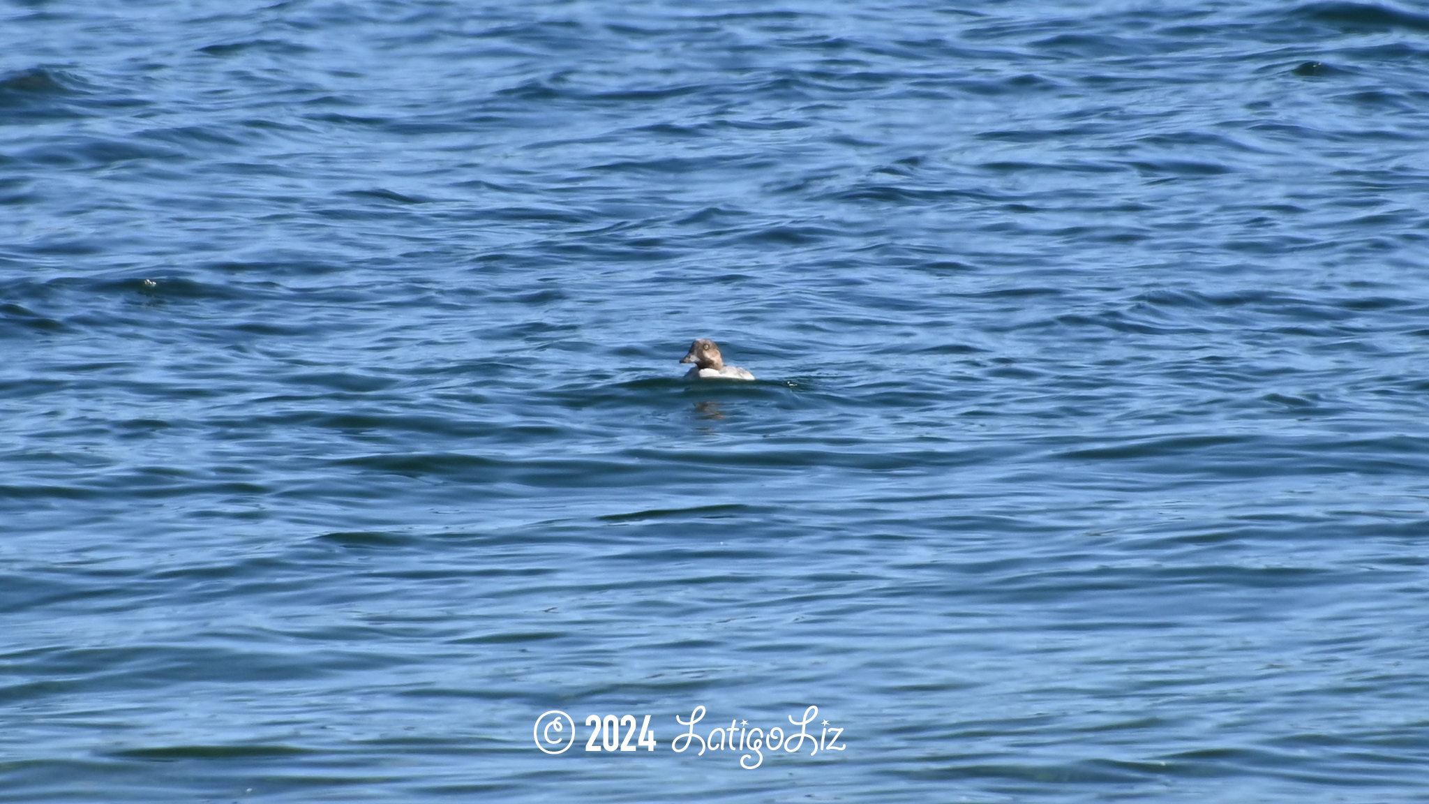 Common Goldeneye