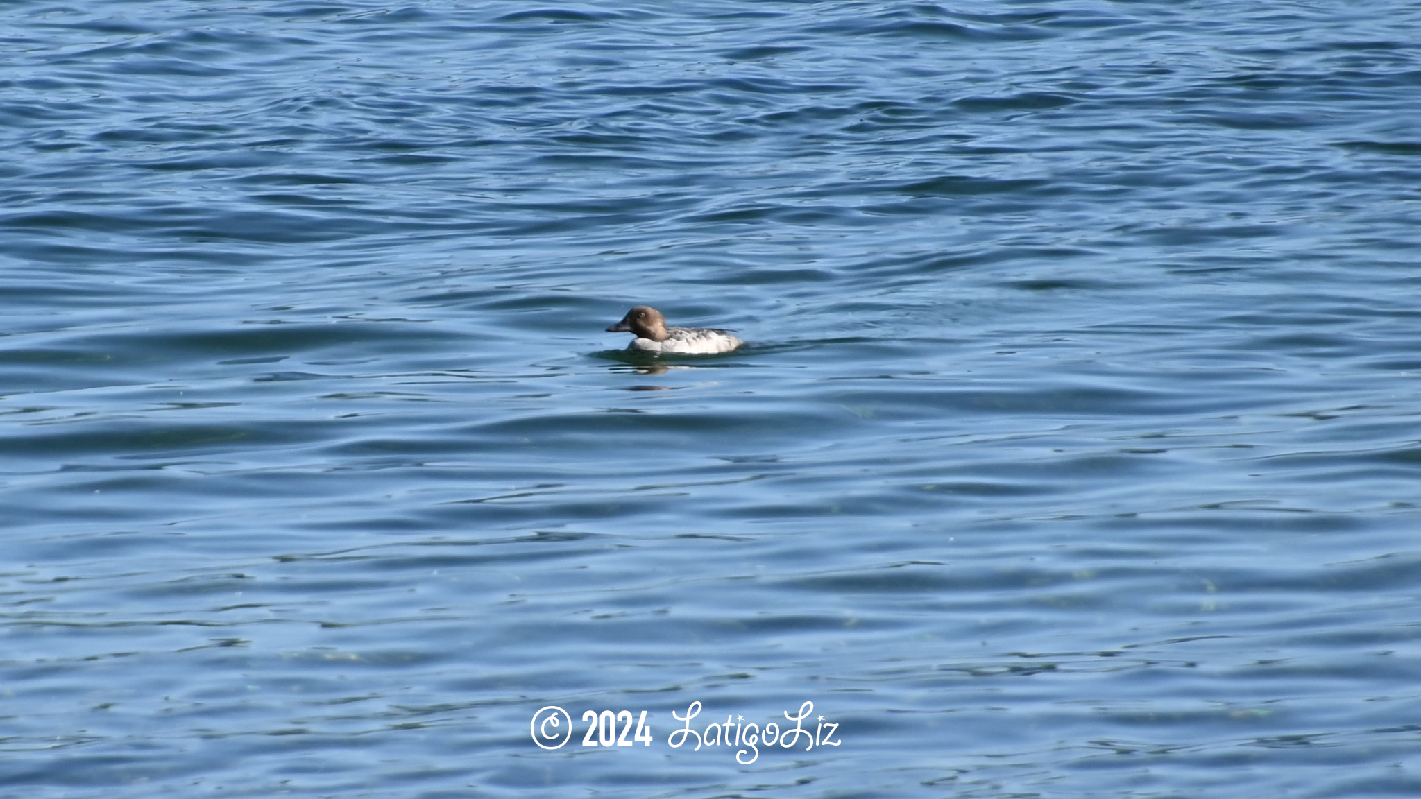 Common Goldeneye