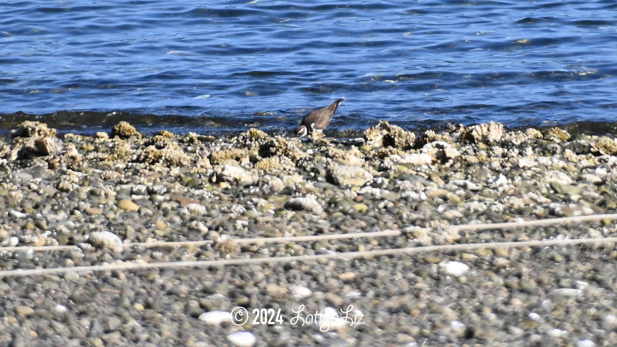 Common Goldeneye