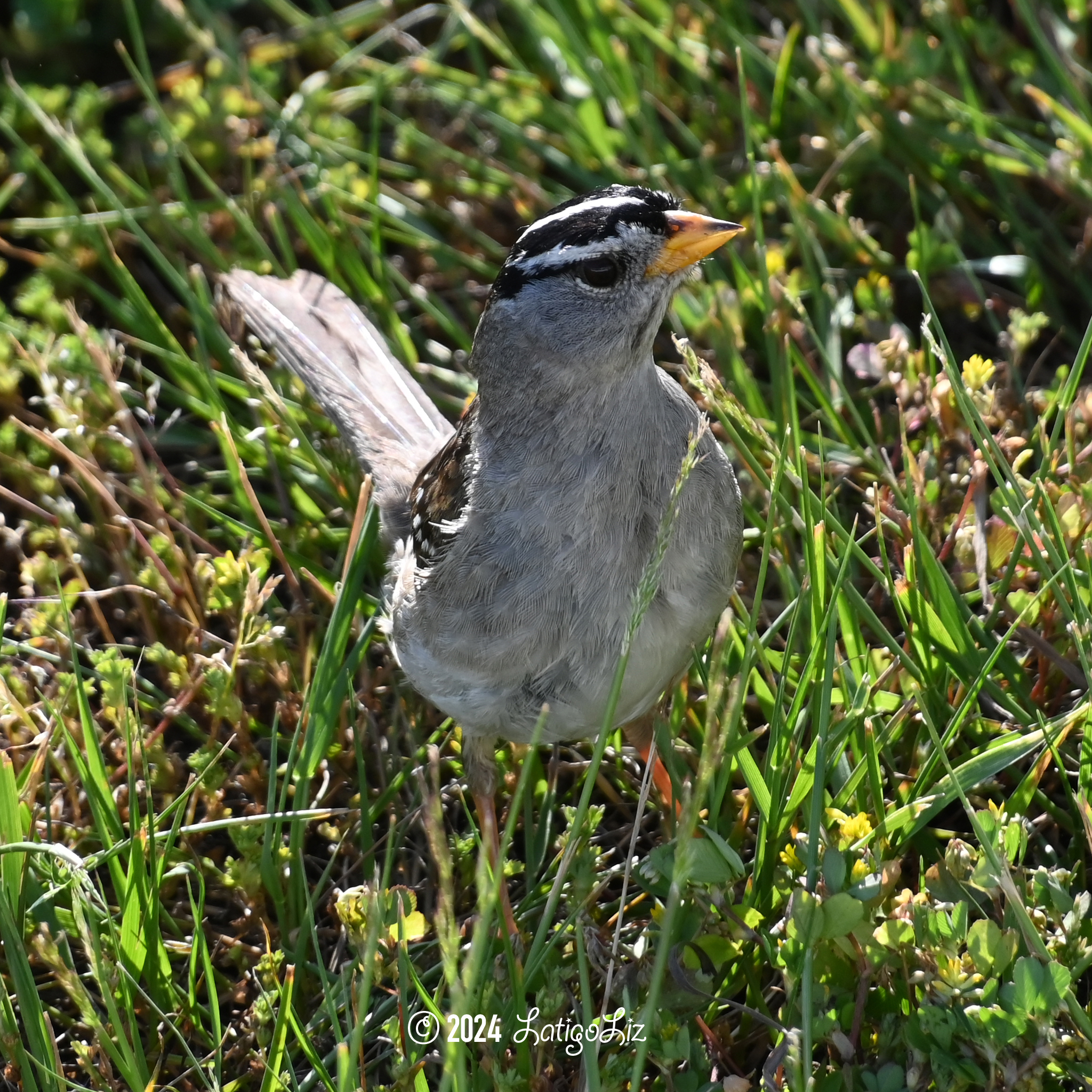 White-crowned Sparrow