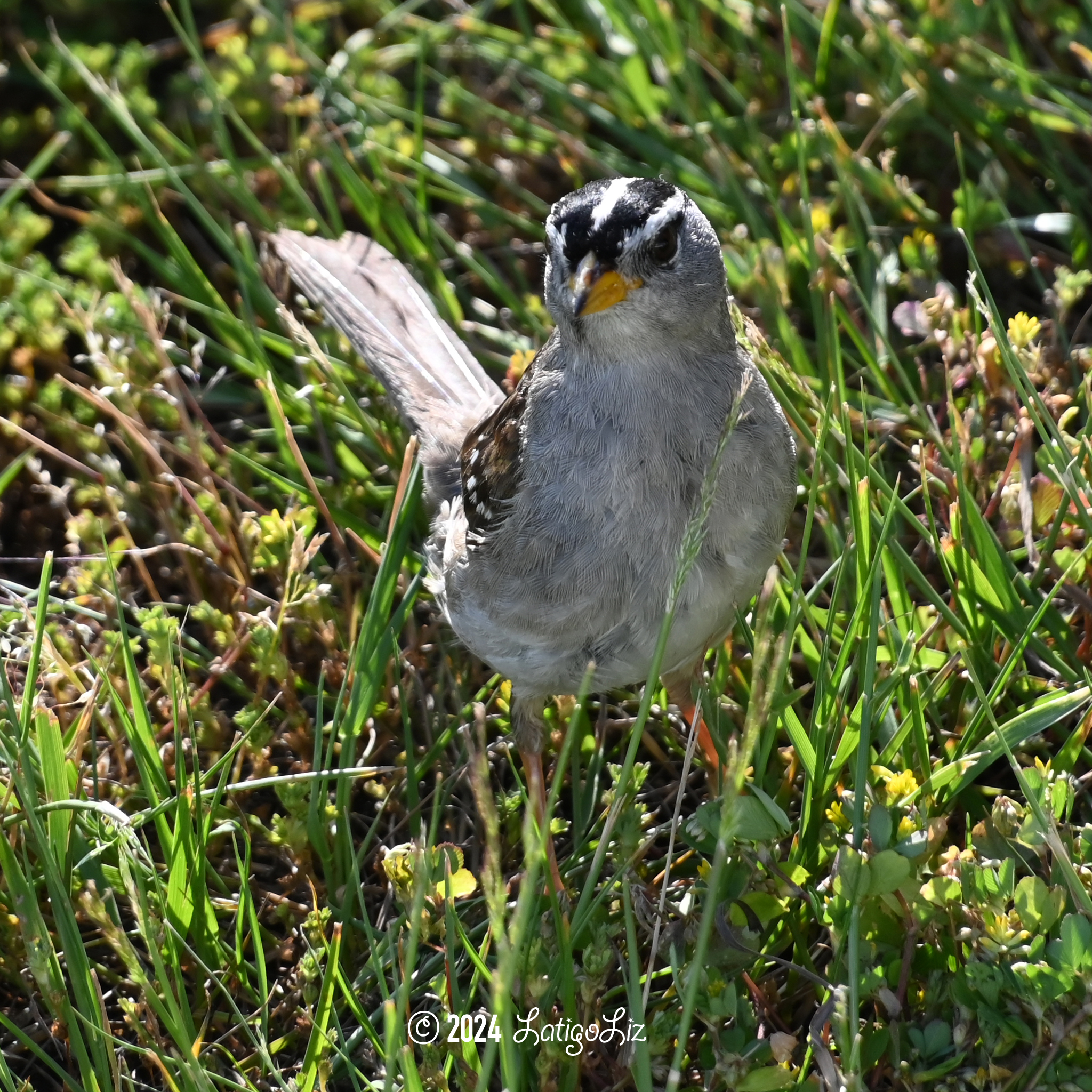 White-crowned Sparrow