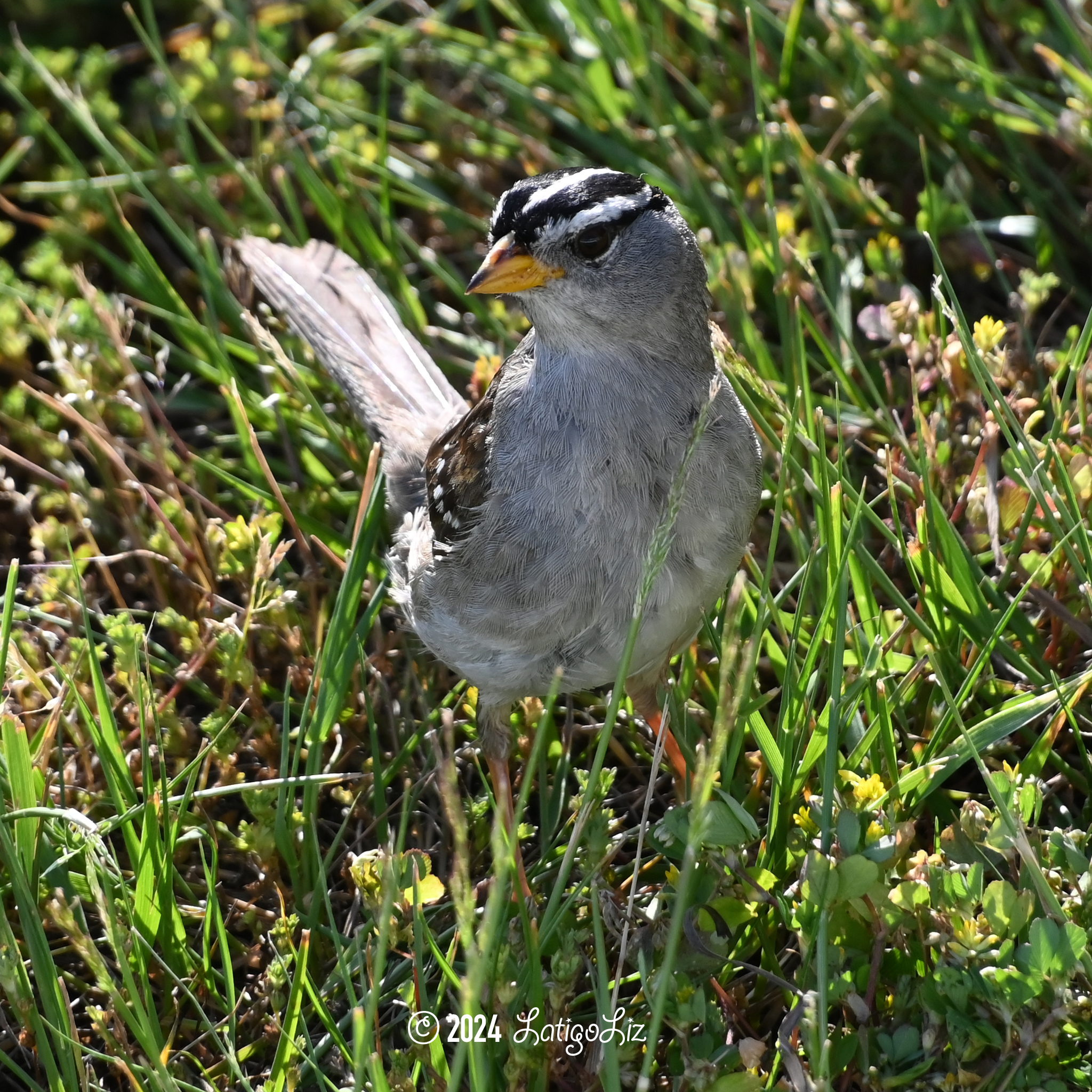 White-crowned Sparrow