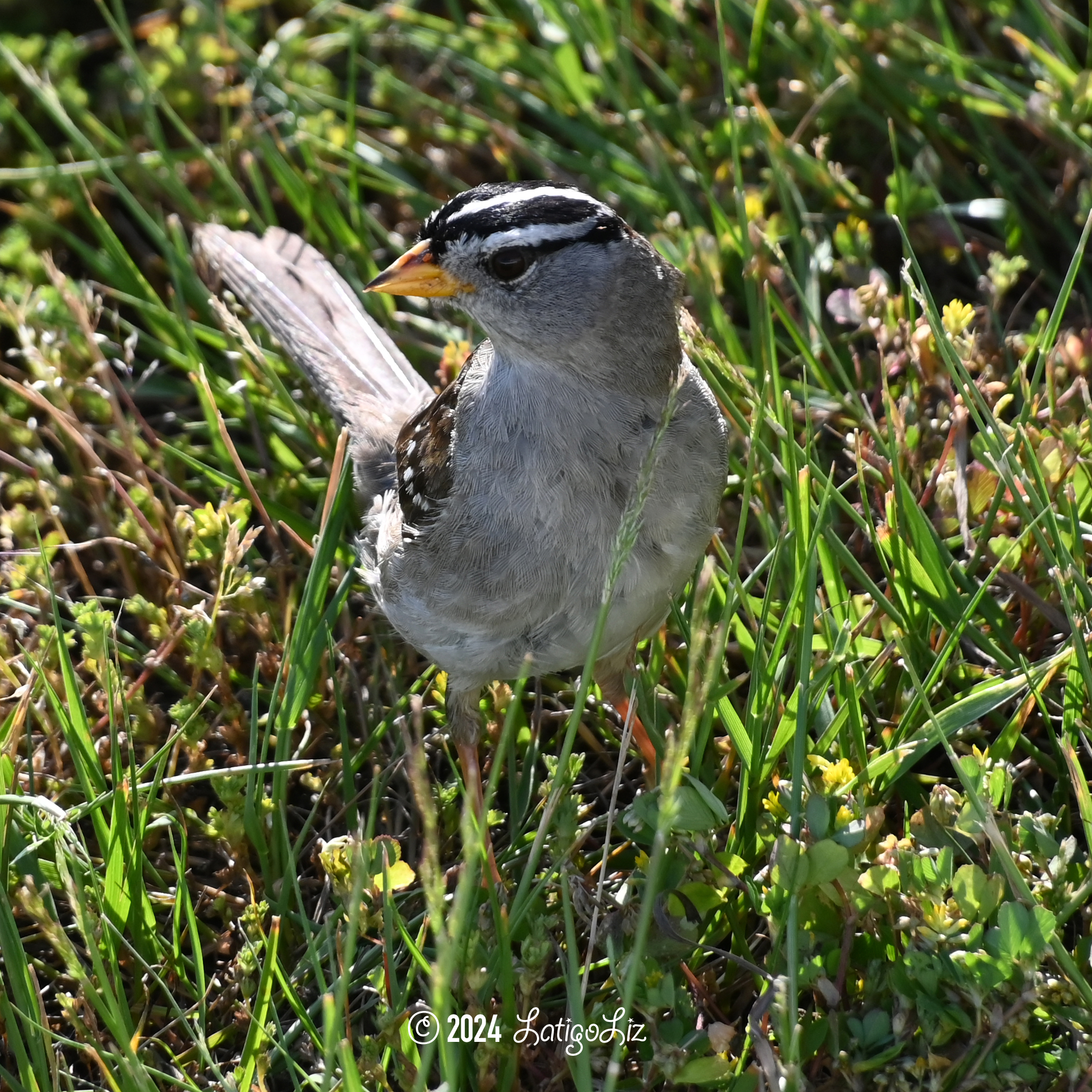 White-crowned Sparrow