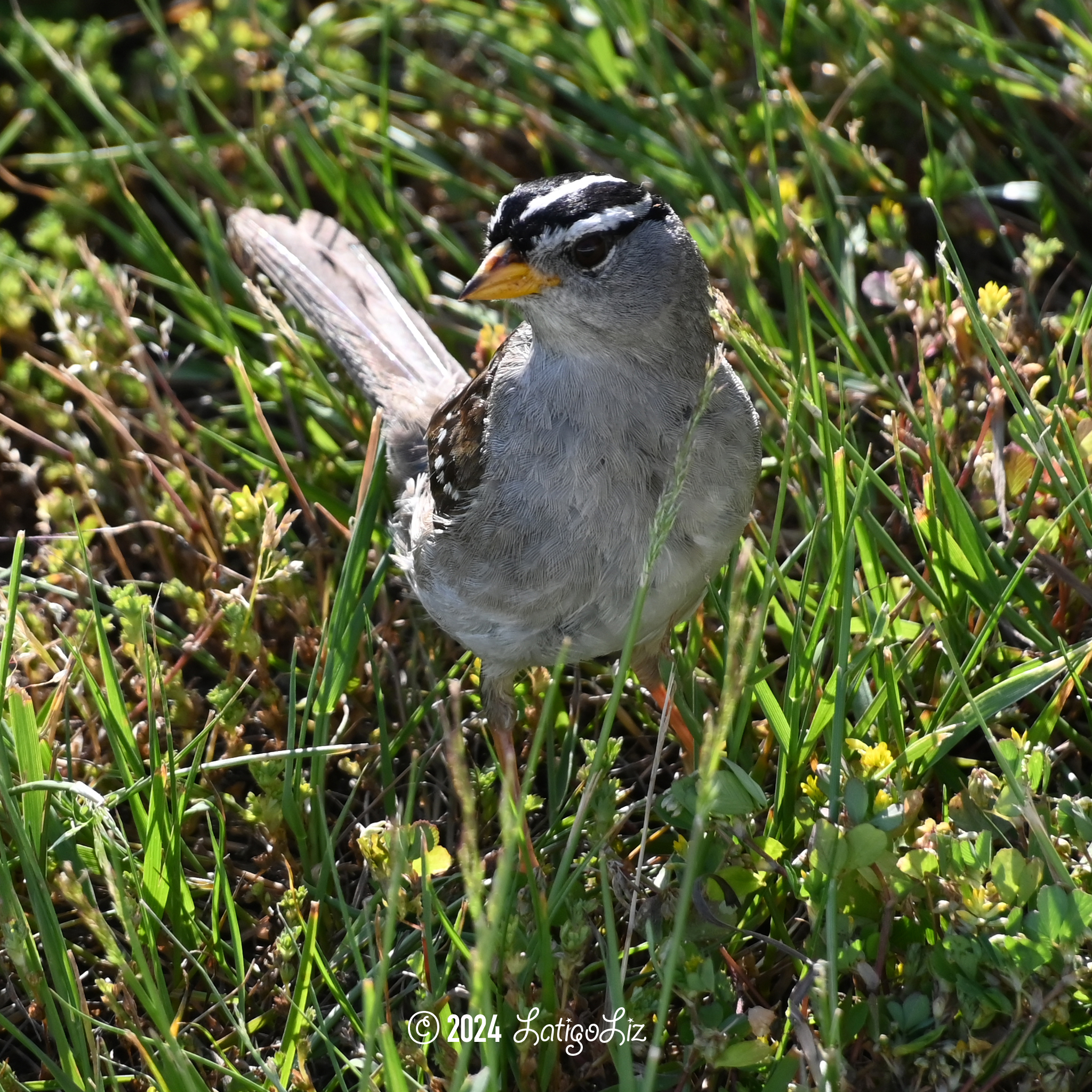 White-crowned Sparrow