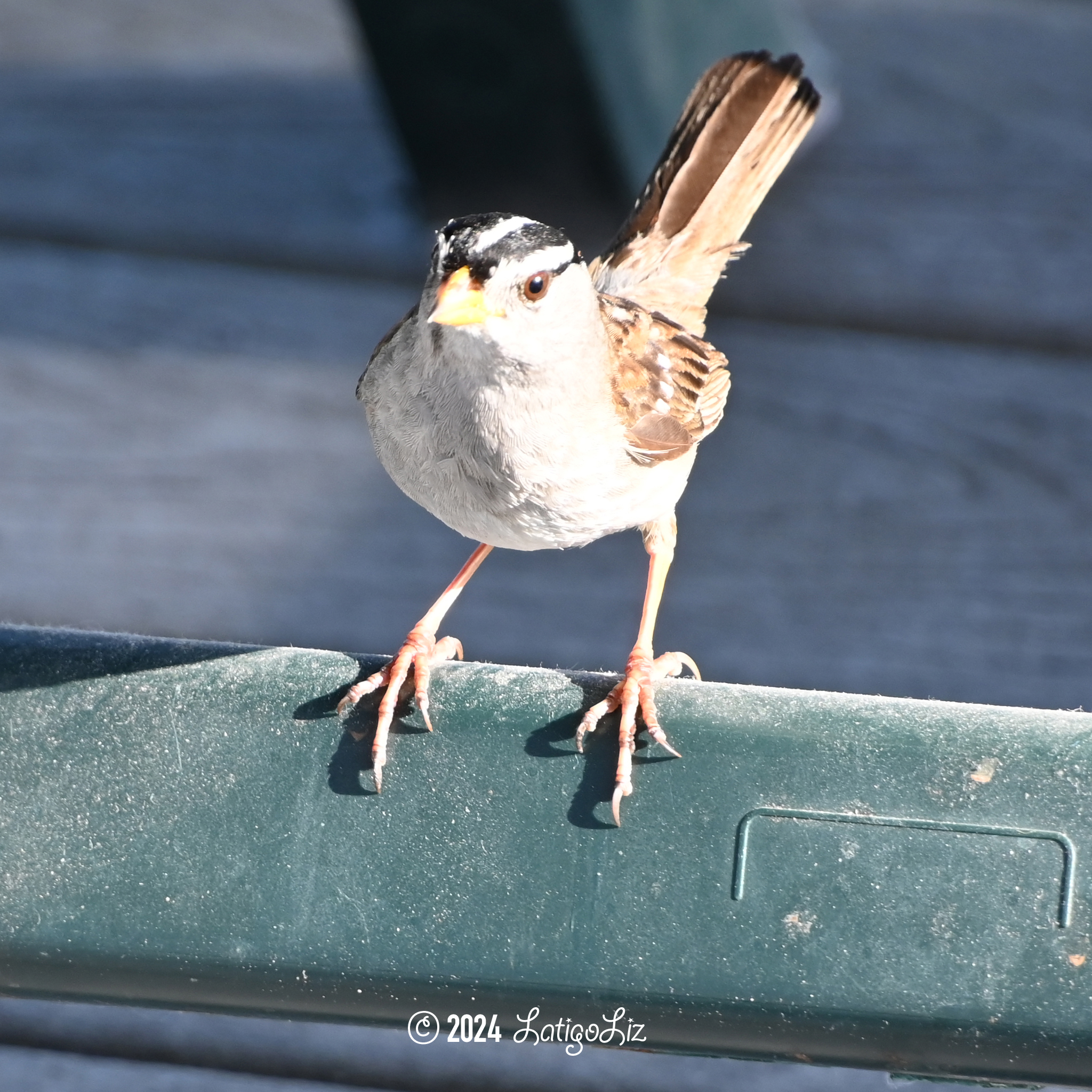 White-crowned Sparrow