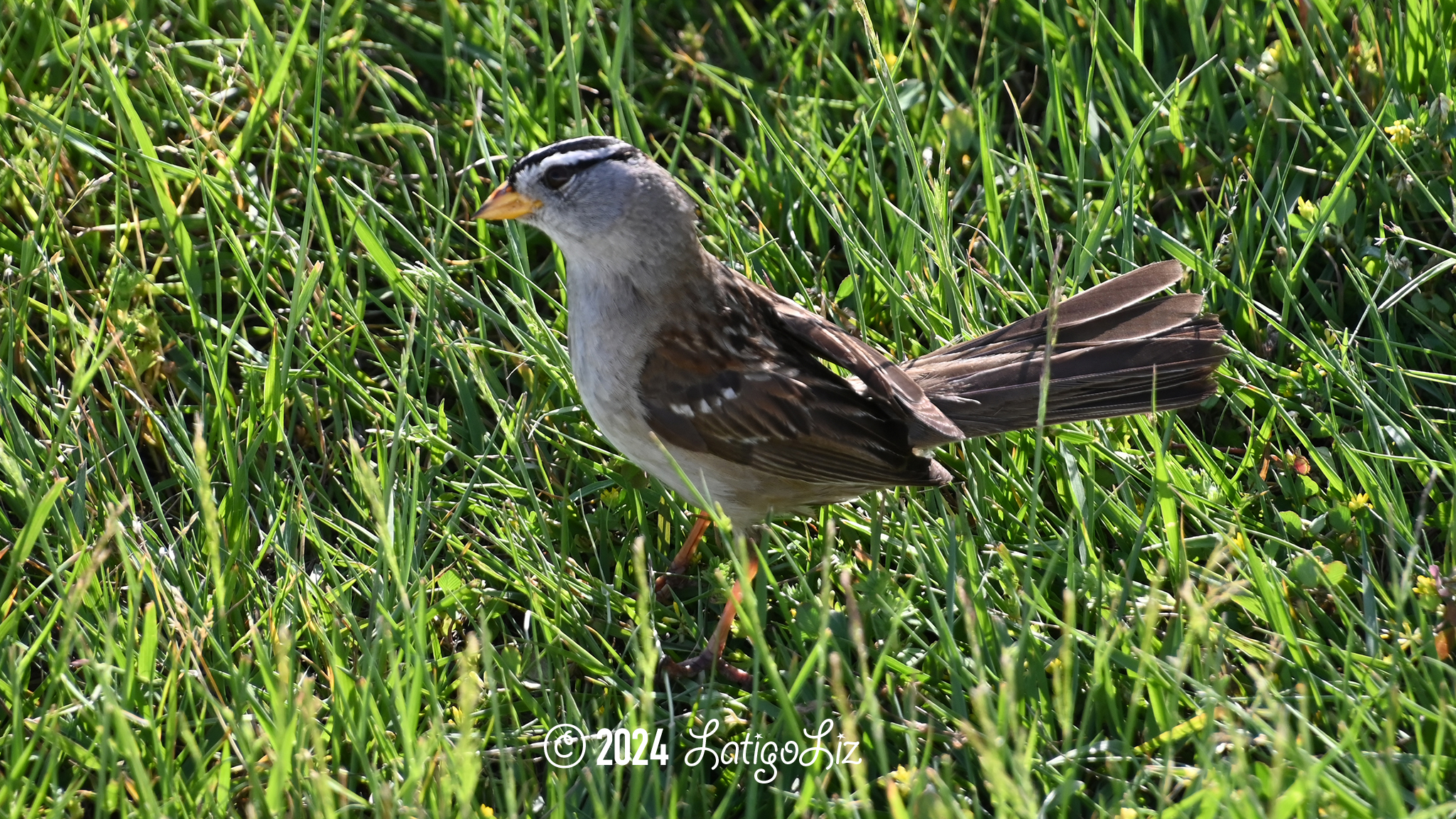 White-crowned Sparrow