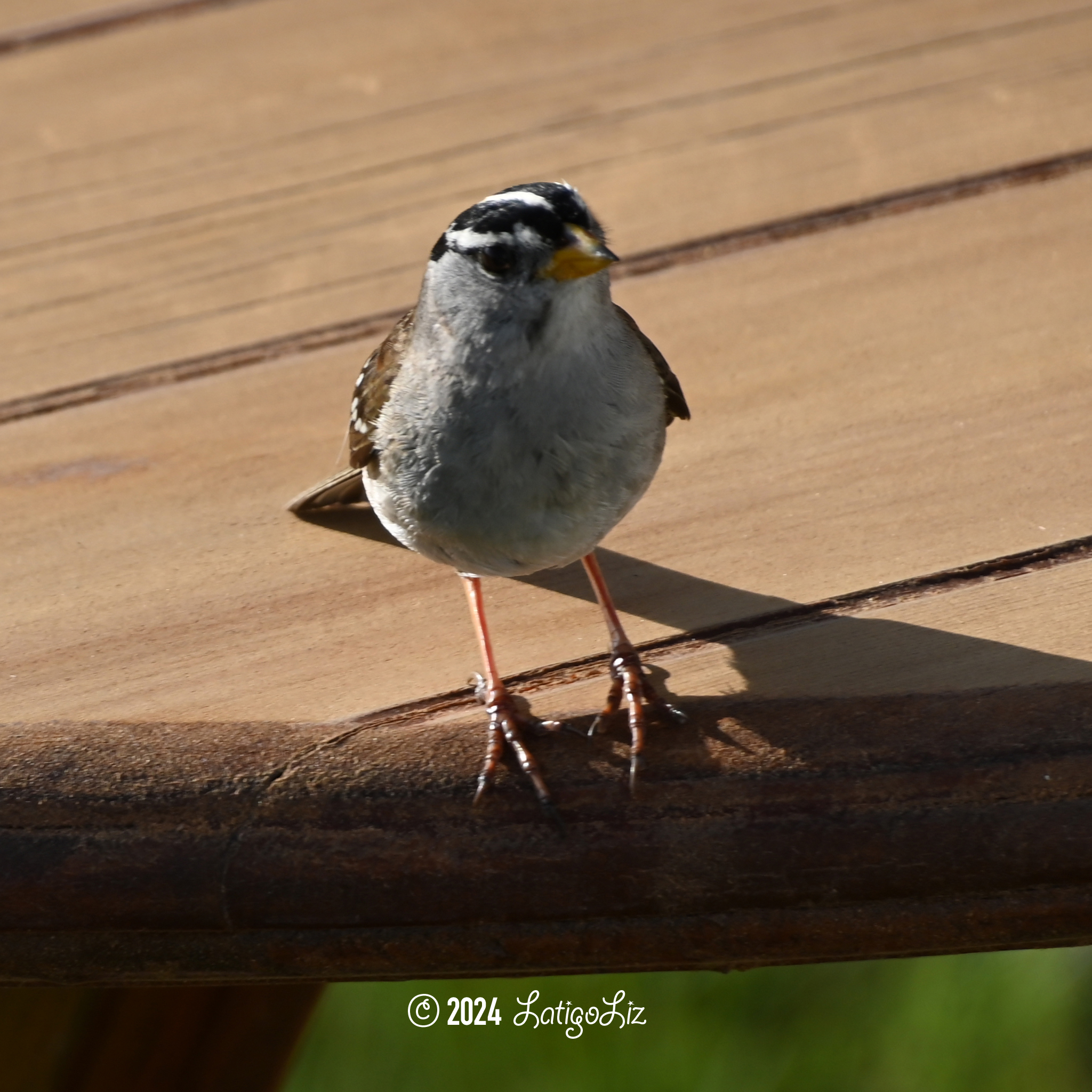 White-crowned Sparrow