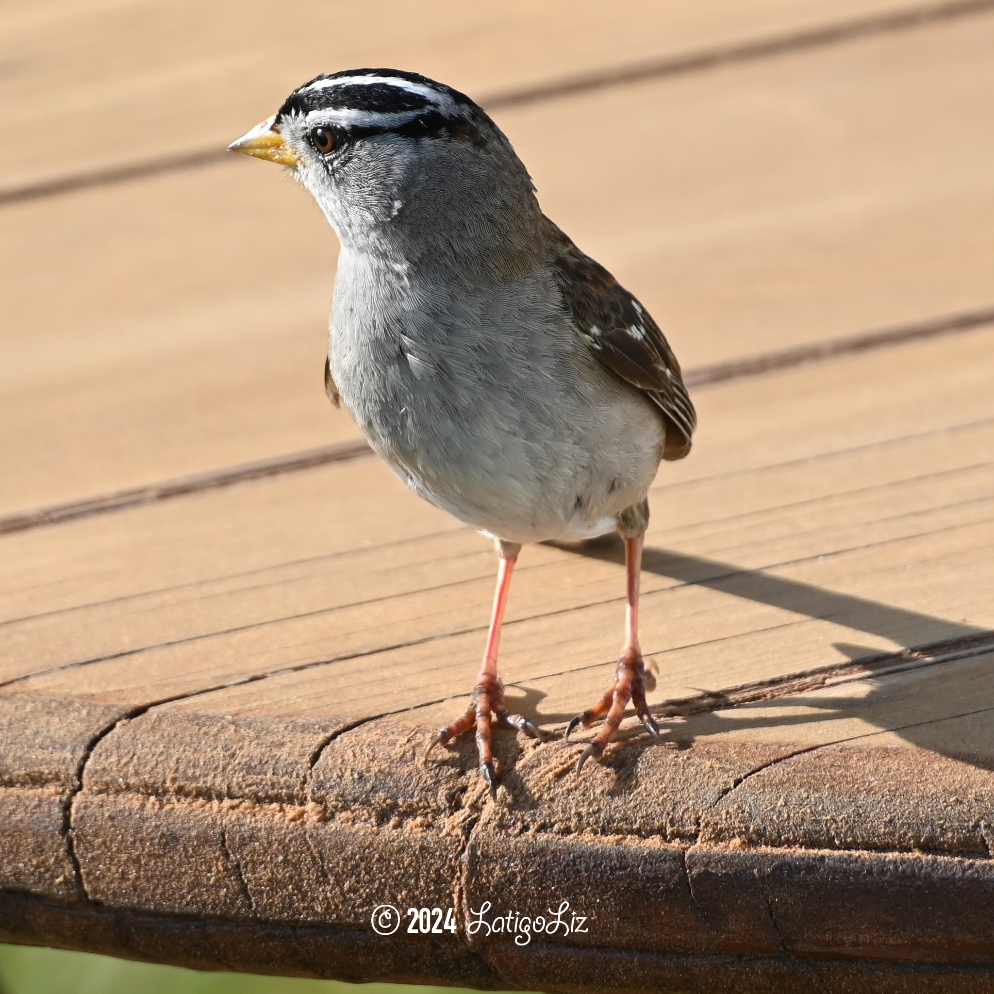 White-crowned Sparrow