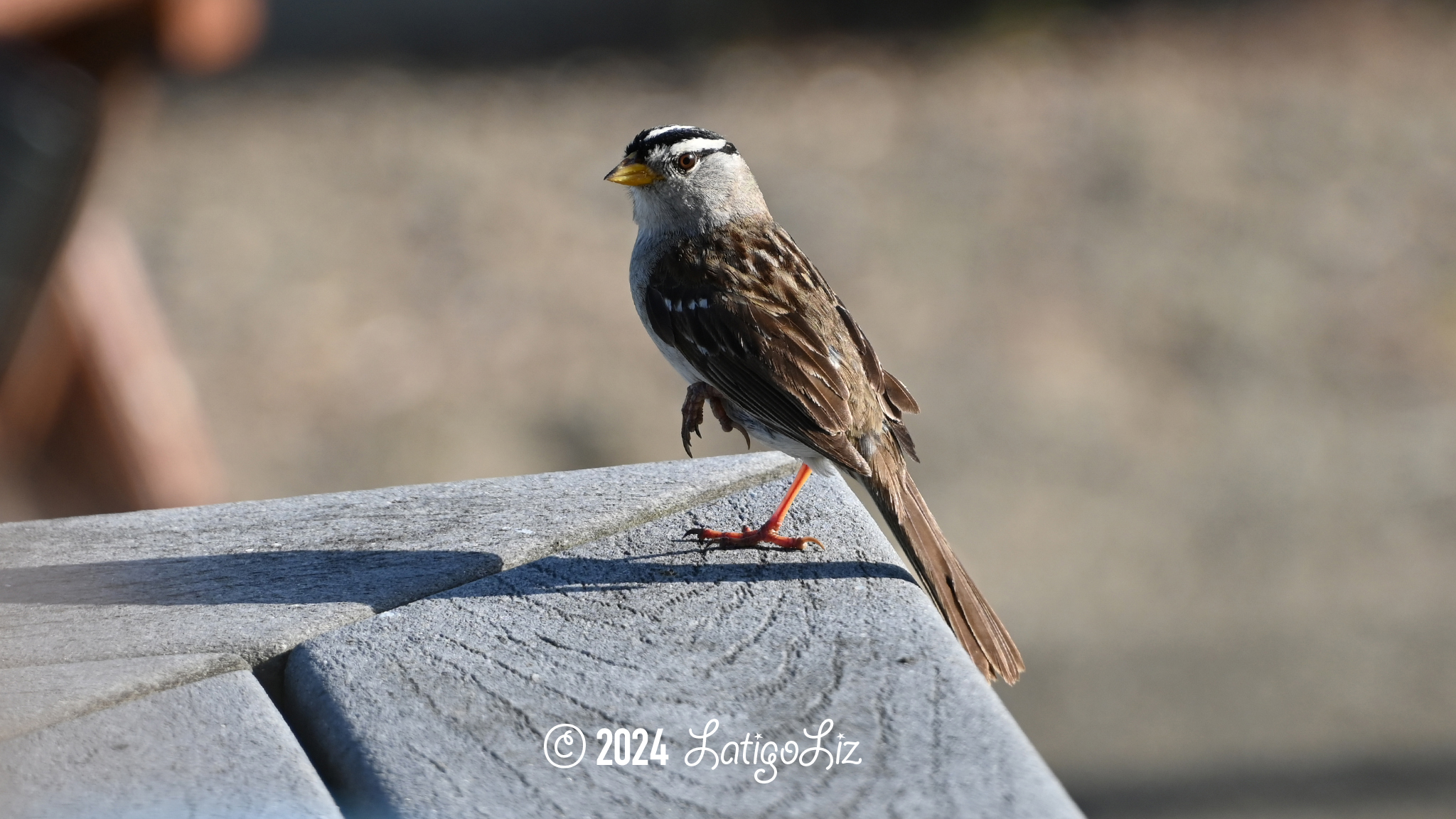 White-crowned Sparrow