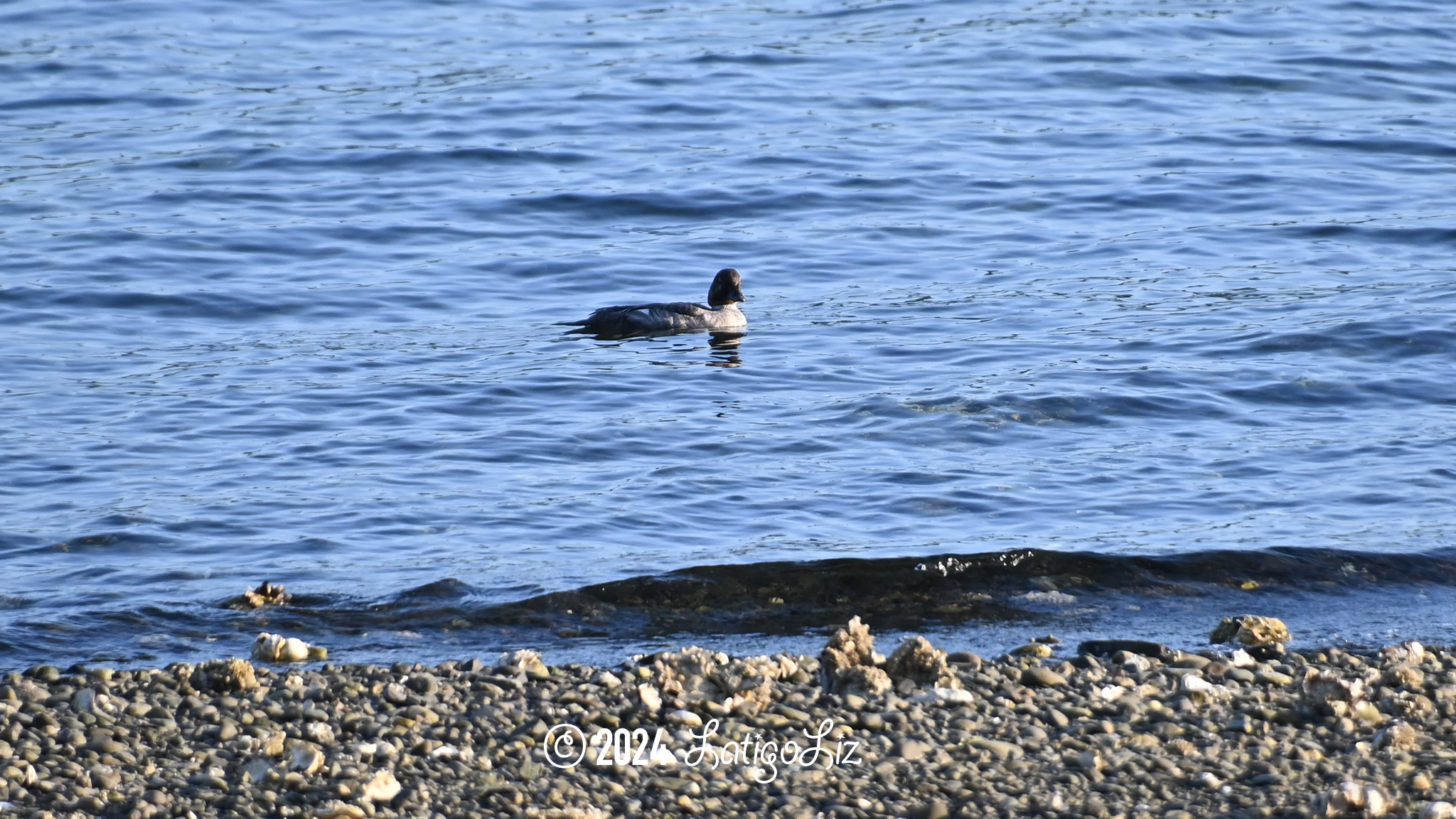 Common Goldeneye